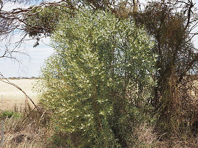 Myoporum platycarpum ssp. perbellum plant Denzel Murfet Hartley Harvey Rd